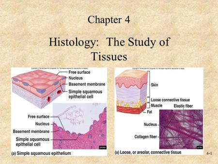 Histology: The Study of Tissues