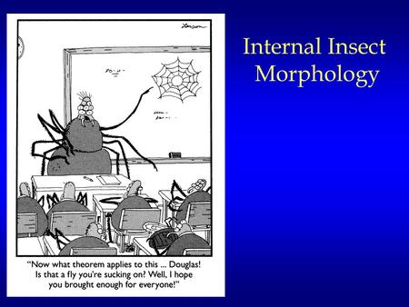 Internal Insect Morphology. Circulation System Organization: Humans – closed Our circulatory system consists of a heart and a series of tubes (arteries.