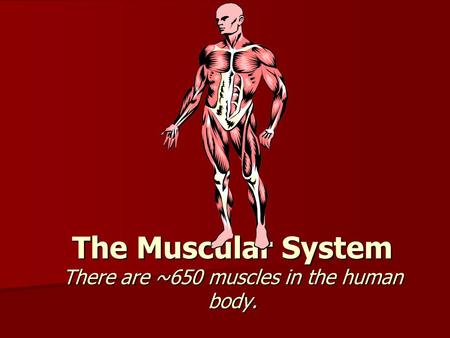 The Muscular System There are ~650 muscles in the human body.