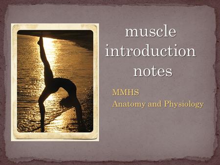 MMHS Anatomy and Physiology. 600 muscles in the human body 600 muscles in the human body Makes up 40% of the body weight Makes up 40% of the body weight.