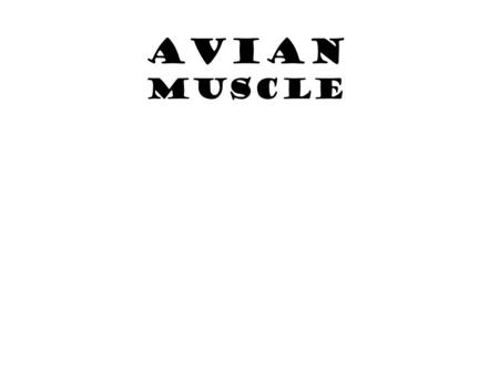 AVIAN MUSCLE. INTRODUCTION  Most birds have approximately 175 different muscles, mainly controlling the wings, skin, and legs.  The largest muscles.