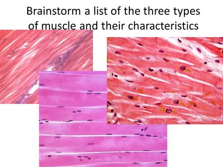 Brainstorm a list of the three types of muscle and their characteristics.