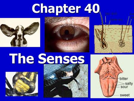 Chapter 40 The Senses. I.Sensory Reception A. Sense organs contains specialized sensory receptor cells that detect stimuli & send the information to CNS.