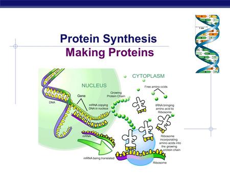 Protein Synthesis Making Proteins  Bodies are made up of cells  All cells run on a set of instructions spelled out in DNA Bodies  Cells  DNA.