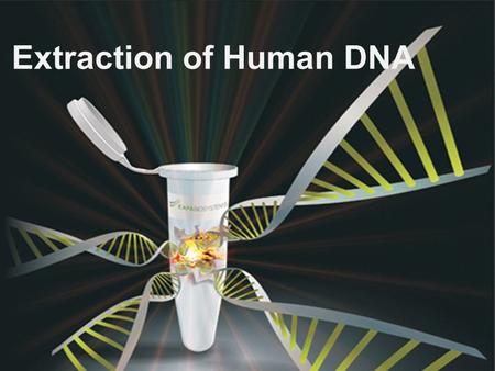 Extraction of Human DNA