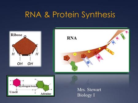 RNA & Protein Synthesis