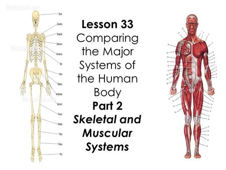 Lesson 33 Comparing the Major Systems of the Human Body Part 2 Skeletal and Muscular Systems.