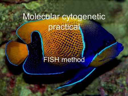 Molecular cytogenetic practical