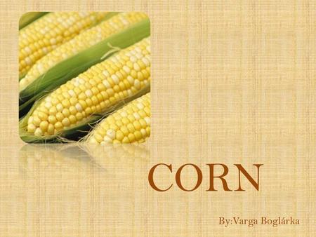 CORN By:Varga Boglárka. Origins of Corn A large number of Indian myths deal with the origin of corn and how it came to be grown by humans. Many of the.