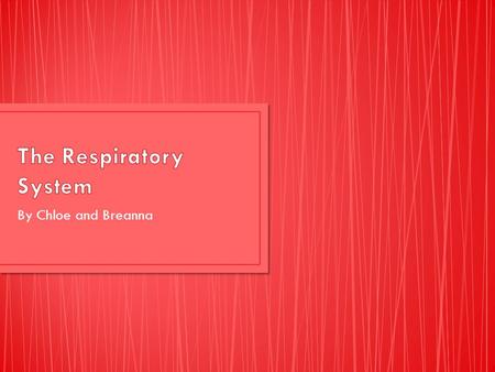 By Chloe and Breanna. The respiratory system helps your body to breathe, it’s made up of tissue and organs. It contains your lungs and your sinuses. The.