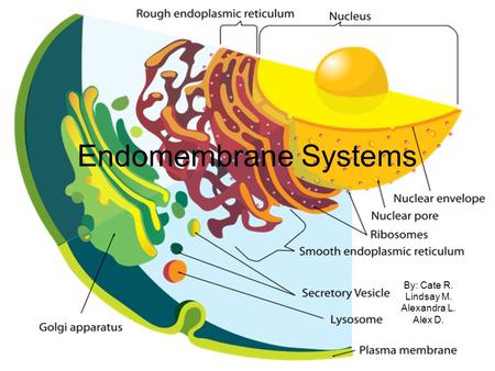 Endomembrane Systems By: Cate R. Lindsay M. Alexandra L. Alex D.