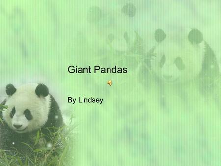 Giant Pandas By Lindsey Hey reader’s do you want to learn giant Panda facts? Let’s go! Giant Pandas generally live in China. The panda’s habitat is a.