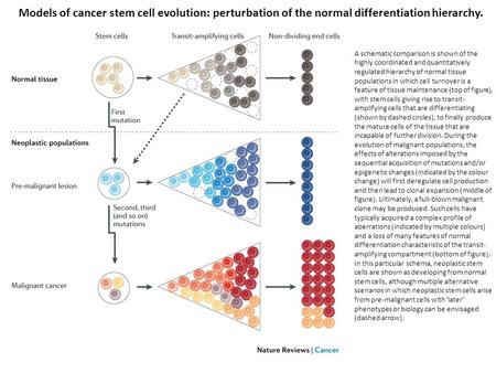 A schematic comparison is shown of the highly coordinated and quantitatively regulated hierarchy of normal tissue populations in which cell turnover is.