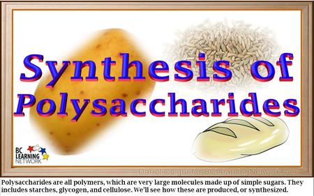 Polysaccharides are all polymers, which are very large molecules made up of simple sugars. They includes starches, glycogen, and cellulose. We’ll see how.