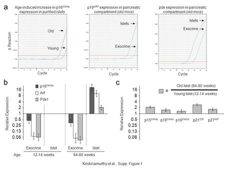 Cycle p19 ARF expression in pancreatic compartment (old mice) Islets Exocrine Krishnamurthy et al., Supp. Figure 1 a Cycle ∆ Reaction Age-induced increase.