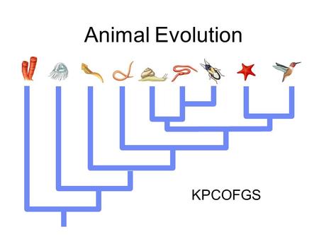 Animal Evolution KPCOFGS Regulate body temperature and metabolism 10 T 2 – T 1 Q 10 = k 2 k 1 Q 10 (Temperature Coefficient) a measure of the rate of.