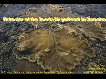 Kerry Sieh TO Annual Meeting 13 November 2007 Kerry Sieh TO Annual Meeting 13 November 2007 Soft corals lifted about 10 cm during the September 2007 earthquakes.