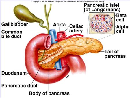 Islet cell structure α cell : glucagon β cell : insulin