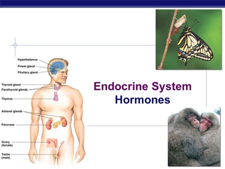 Endocrine System Hormones