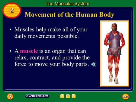 Movement of the Human Body