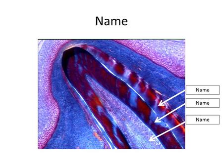 Name. Tooth Enamel Dentin Pulp Name Tongue Taste bud.