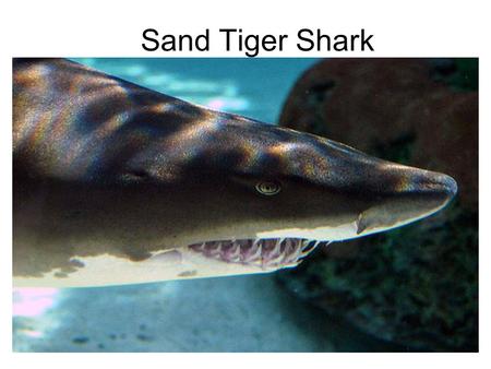 Sand Tiger Shark.