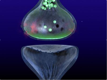 Synaptic Plasticity The term synaptic plasticity refers to the variability of the strength of a signal transmitted through a synapse. Facilitation: