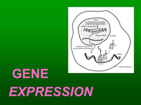 GENE EXPRESSION.