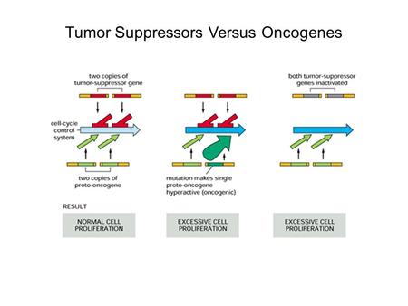 Tumor Suppressors Versus Oncogenes. The Cancer Phenotype is Usually Recessive R. Weinberg, Cancer Biology.