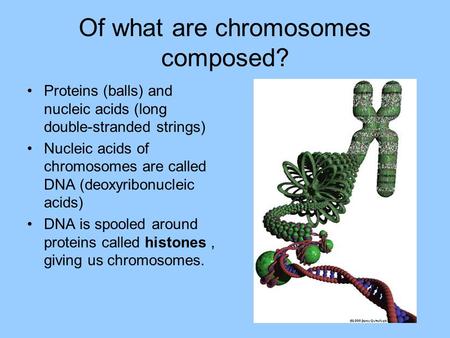 Of what are chromosomes composed? Proteins (balls) and nucleic acids (long double-stranded strings) Nucleic acids of chromosomes are called DNA (deoxyribonucleic.