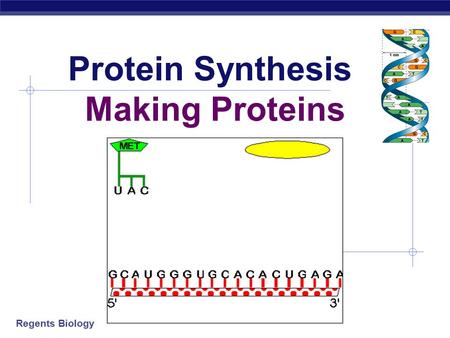 Protein Synthesis Making Proteins