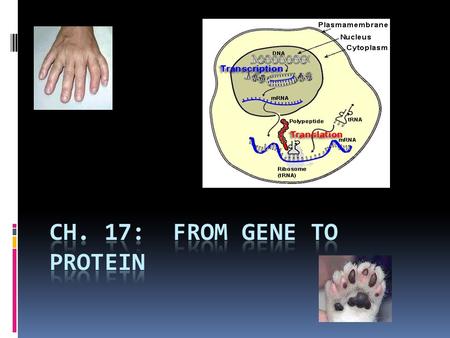 DNA, RNA, and the Flow of Information  The expression of a gene takes place in two steps:  Transcription makes a single-stranded RNA copy of a segment.