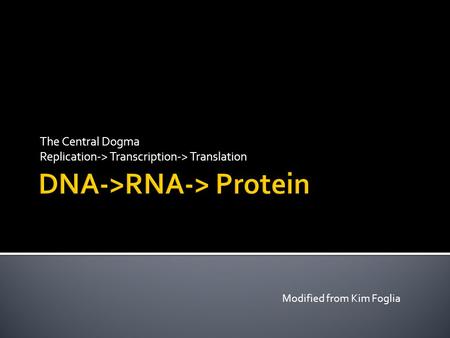 The Central Dogma Replication-> Transcription-> Translation Modified from Kim Foglia.