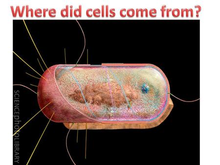 History of Life on Earth Most scientists hypothesize that life on Earth developed through natural chemical and physical processes. This was simulated.