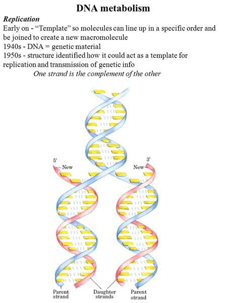 DNA metabolism Replication Early on - “Template” so molecules can line up in a specific order and be joined to create a new macromolecule 1940s - DNA =