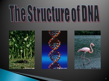 1  Walter Sutton discovered chromosomes were made of DNA and Protein  However, scientists were NOT sure which one (protein or DNA) was the actual genetic.