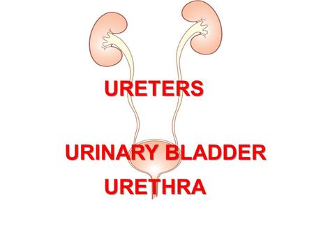 URETERS URINARY BLADDER URETHRA.