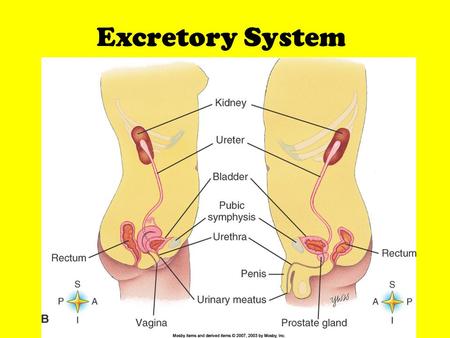 Excretory System. Function Removal of waste from blood and lymph to maintain homeostasis –Wastes removed Excess salts Carbon dioxide (CO 2 ) Urea Regulates.