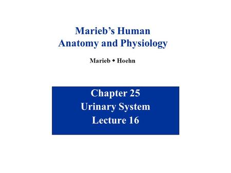 Chapter 25 Urinary System Lecture 16