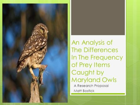 An Analysis of The Differences In The Frequency of Prey Items Caught by Maryland Owls A Research Proposal Matt Bostick.