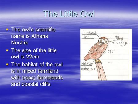 The Little Owl  The owl’s scientific name is Athena Nochia  The size of the little owl is 22cm  The habitat of the owl is in mixed farmland with trees;