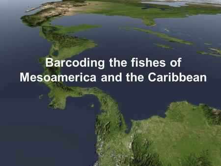 Barcoding the fishes of Mesoamerica and the Caribbean.