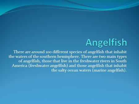 There are around 100 different species of angelfish that inhabit the waters of the southern hemisphere. There are two main types of angelfish, those that.