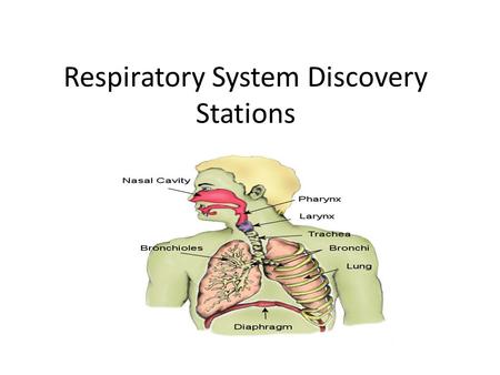 Respiratory System Discovery Stations. 1. The Lungs Inside/Outside www.smm.org/heart/lungs/top.html Outside Lungs Inside Lungs.