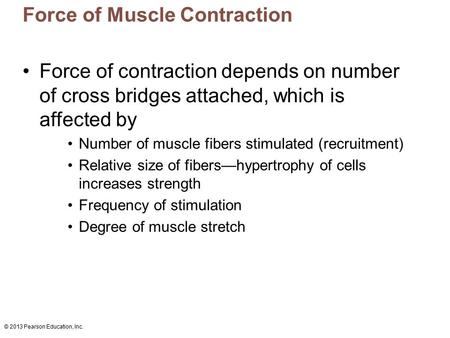 © 2013 Pearson Education, Inc. Force of Muscle Contraction Force of contraction depends on number of cross bridges attached, which is affected by Number.