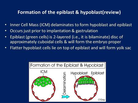 Inner Cell Mass (ICM) delaminates to form hypoblast and epiblast Occurs just prior to implantation & gastrulation Epiblast (green cells) is 2-layered (i.e.,