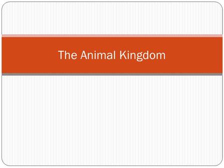 The Animal Kingdom. Anatomical Positions ANTERIOR POSTERIOR DORSAL VENTRAL.