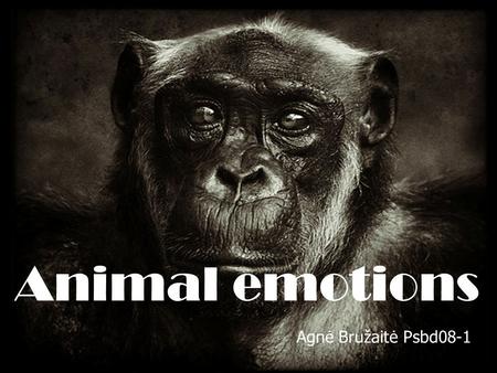 Animal emotions Agnė Bružaitė Psbd08-1. Content Main points; Frameworks for viewing emotions; Examples of animal emotions.