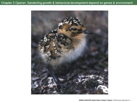 Chapter 3 Opener: Sanderling growth & behavioral development depend on genes & environment.