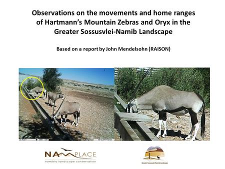 Observations on the movements and home ranges of Hartmann’s Mountain Zebras and Oryx in the Greater Sossusvlei-Namib Landscape Based on a report by John.